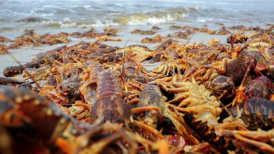 rock-lobster